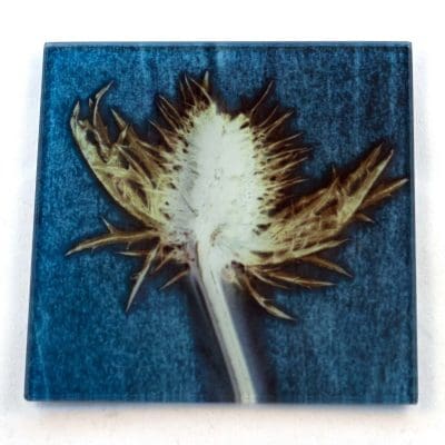 Blue Thistle Botanic Style Glass Coaster