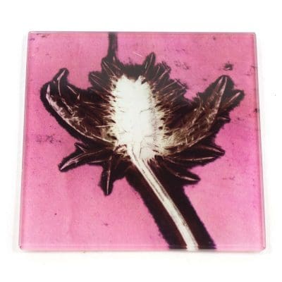 Blushing Pink Thistle Botanic Style Glass Coaster