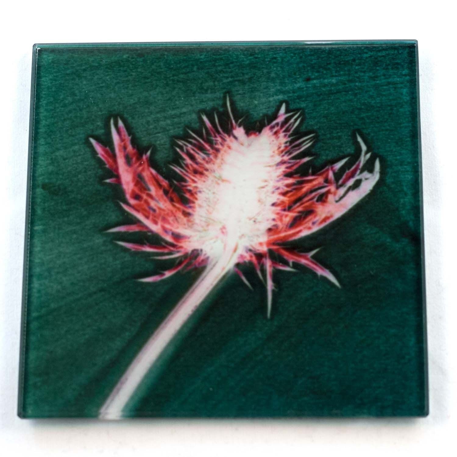Green Thistle Botanic Style Glass Coaster