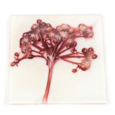 Joyous White Spread Botanic Style Glass Coaster