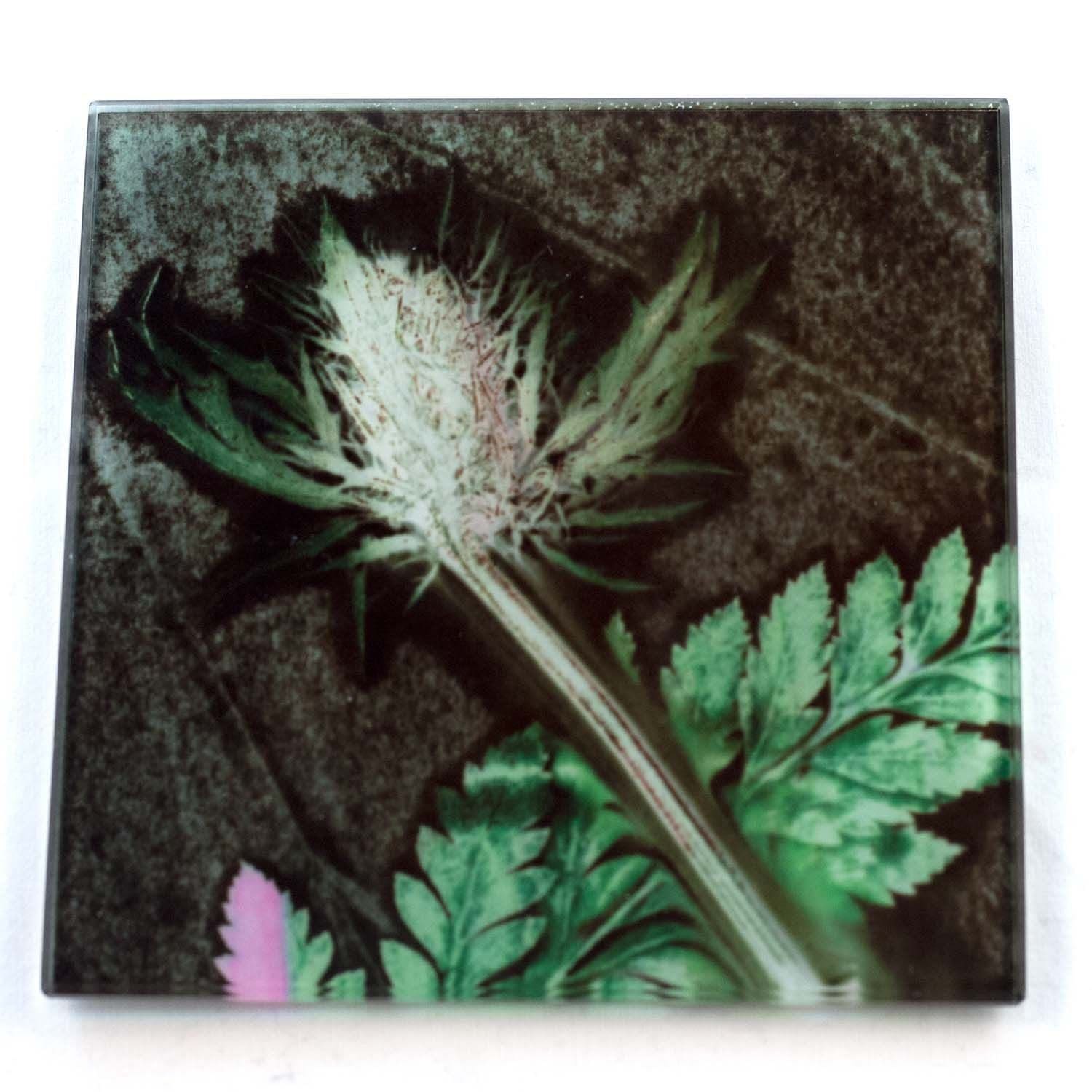 Thistle and Fern Sage Botanic Style Glass Coaster
