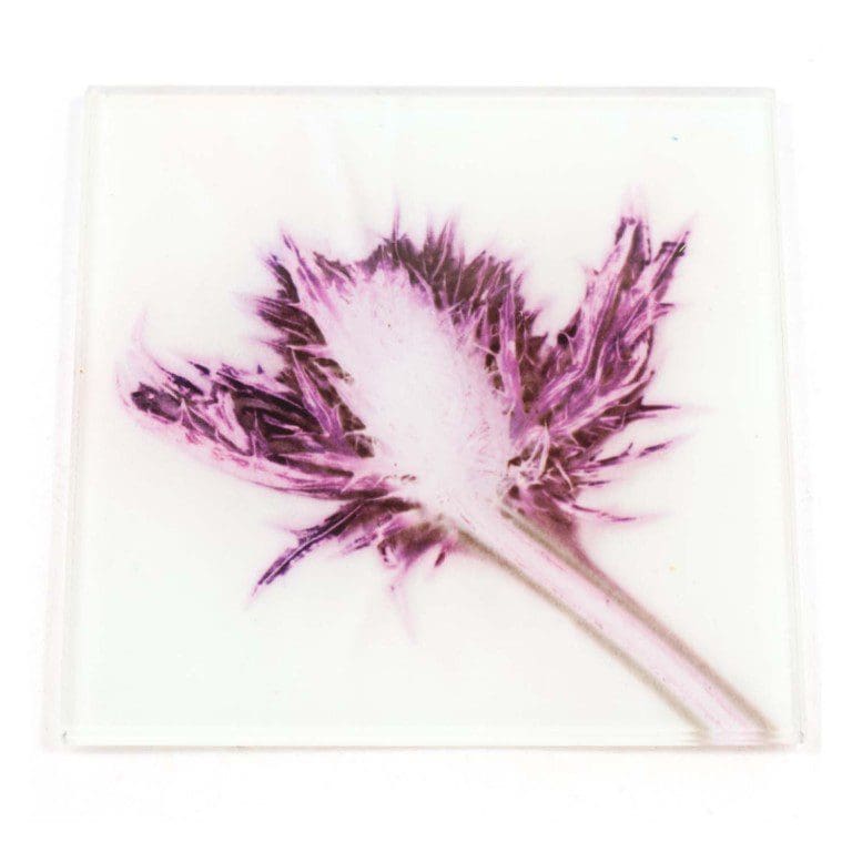 White Thistle Botanic Style Glass Coaster