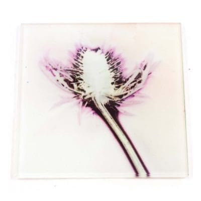 X-Ray Thistle Botanic Style Glass Coaster