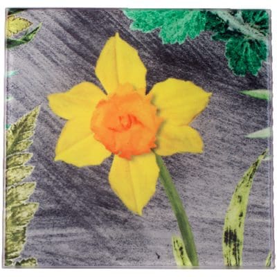 Daffodil Botanic Style Glass Coaster